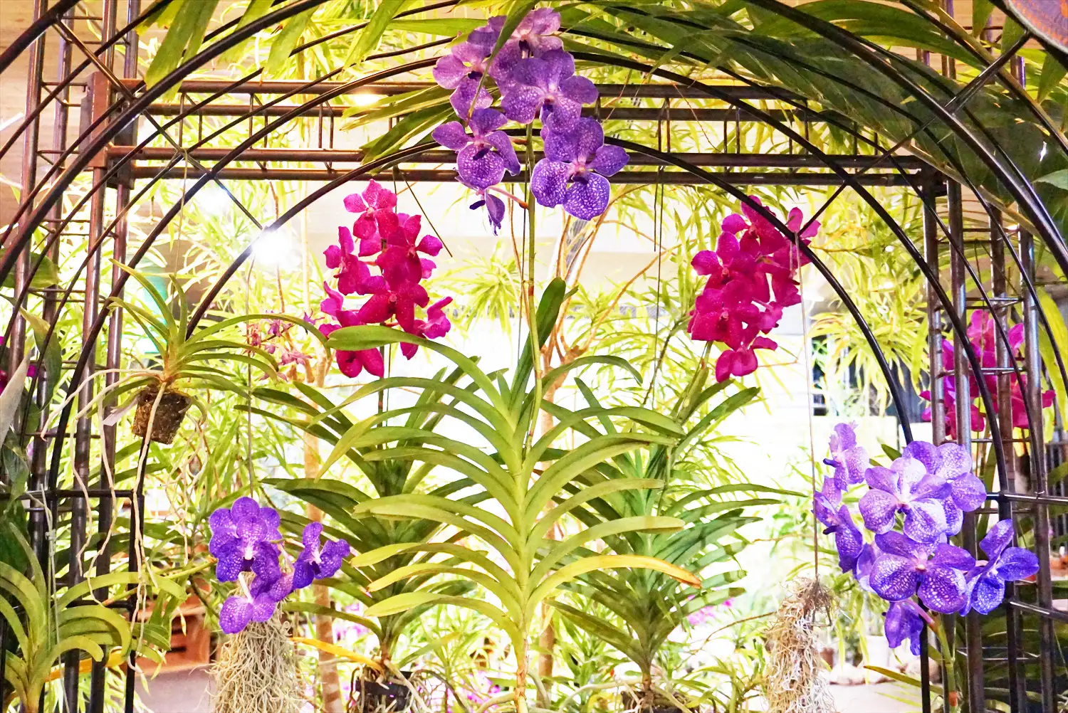 新年は、ポカポカ暖かい温室の中で華やかなランの花で迎えたい♡ 高島平で開催されるランの展覧会に行ってみて！