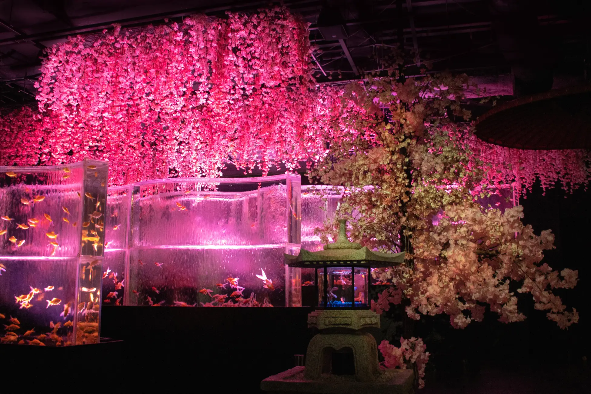 もう散りつつある東京の桜前線で、まだ銀座だけは桜が咲き誇り♡ まだ間に合う！ 金魚と桜が彩る幻想的なスポットを発見！ | アーバンライフメトロ ...