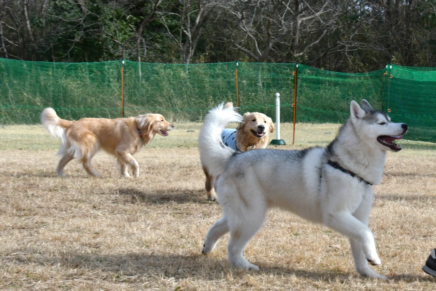 週末ワンちゃんとドライブで、ひたちなかの海浜公園へ! 冬の自然を満喫できるドッグラン期間限定開設!