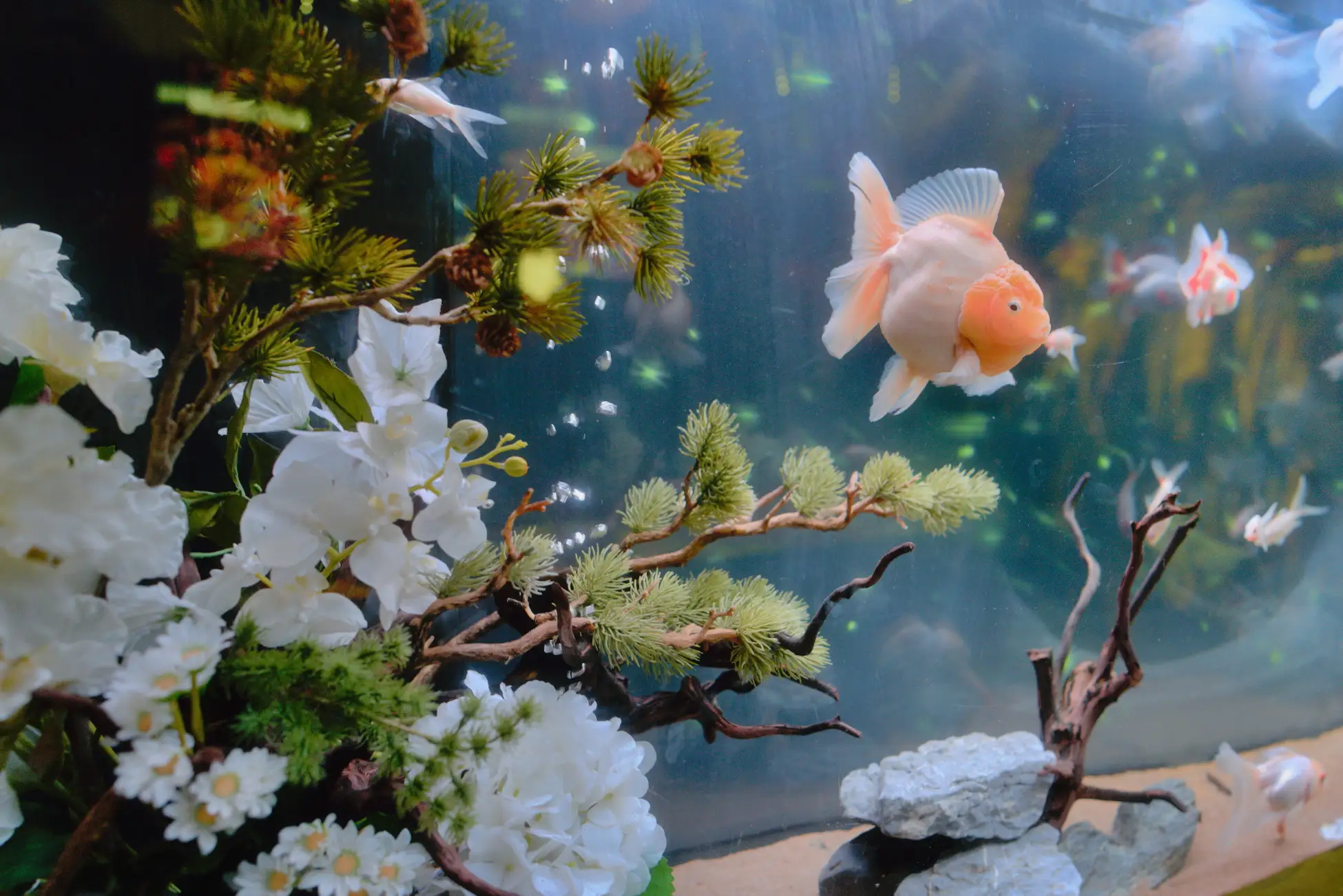 冬の天の川を金魚が優美に泳ぐ！ お台場のアクアリウムの冬季限定スペシャルな幻想空間に胸キュン♡