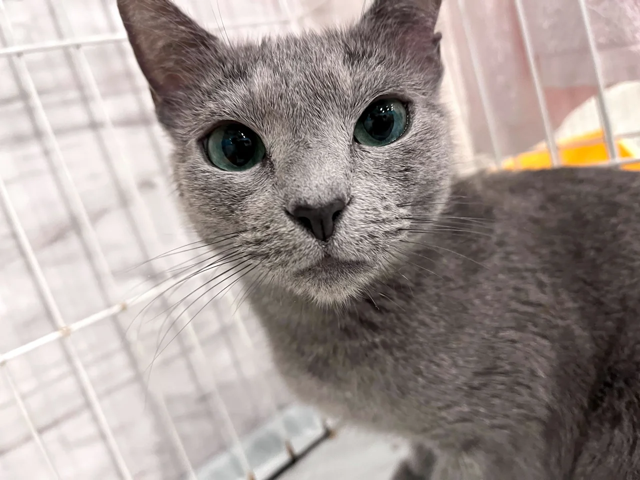 里親を検討している人は、土浦まで足を運んでみては！？ 保護犬、保護猫と触れ合えるカフェをリコメンド！