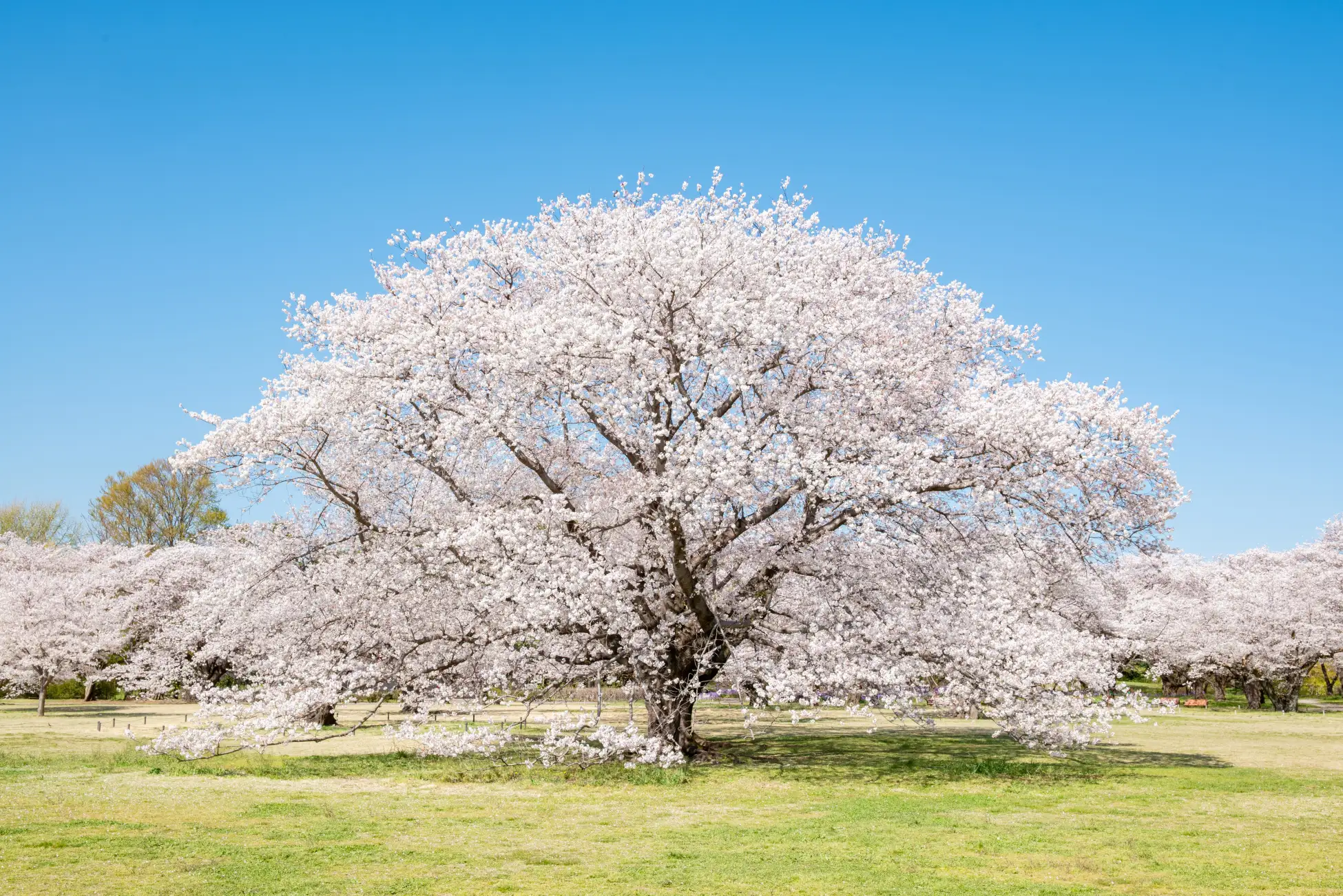 桜に菜の花にチューリップ…春の花々が咲き誇る！立川の国営公園で開催中の、お花見祭りが超きれいすぎる♡