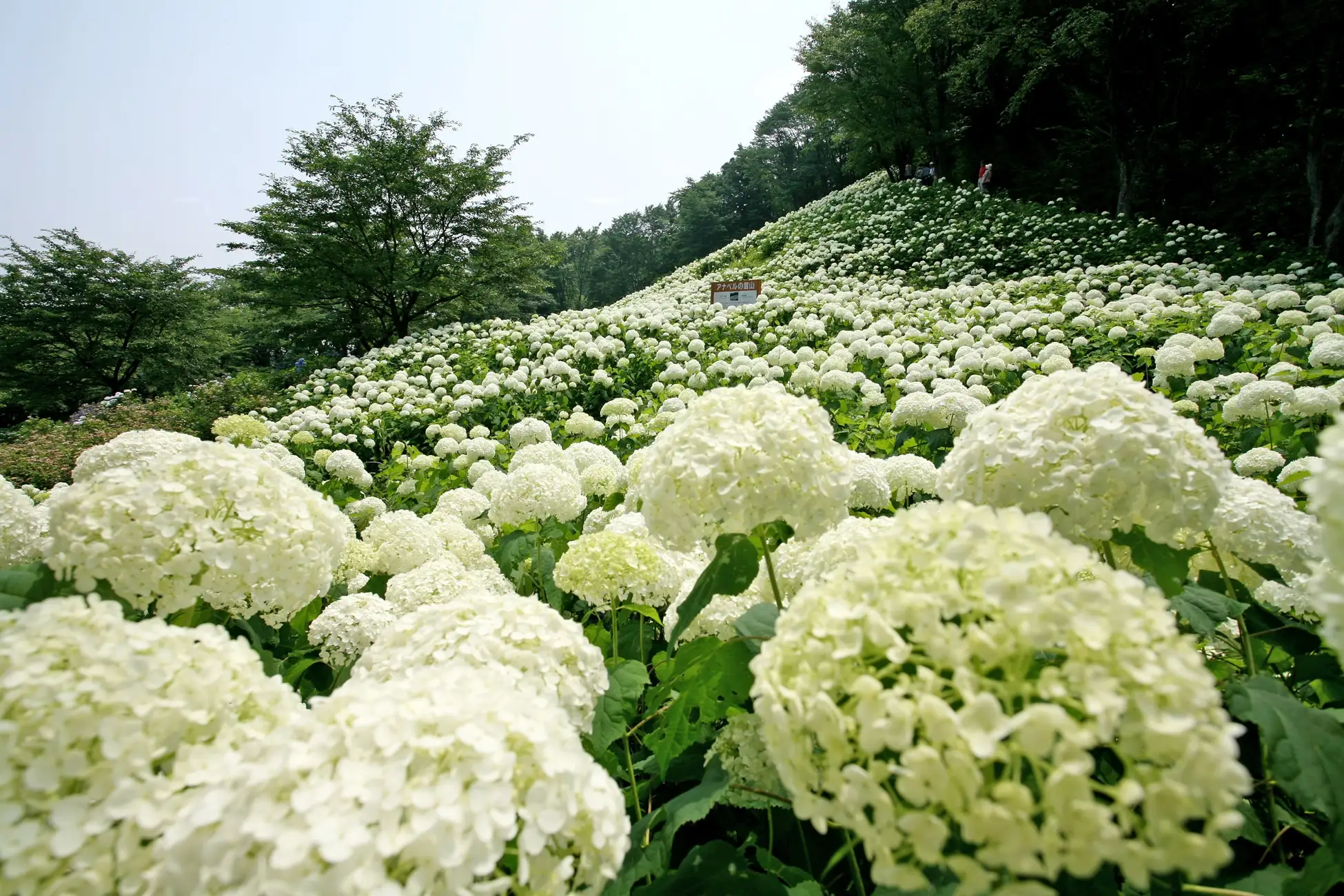愛犬と一緒にとびきりの夏初め♡ あきる野の森を白く染める「アナベルの雪山」と、奥多摩の絶景に癒やされる♡